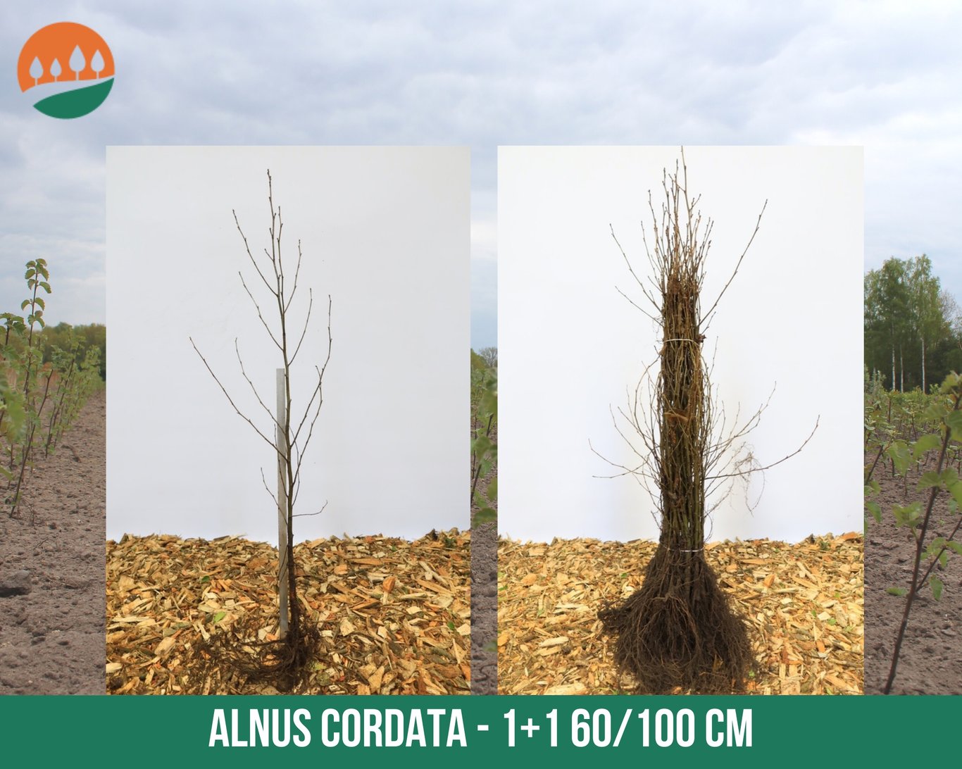 Alnus cordata - 60-100 CM bare root 1/1
